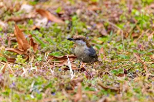 Environmental Conservation Prints: The brown-headed nuthatch (Sitta pusilla)