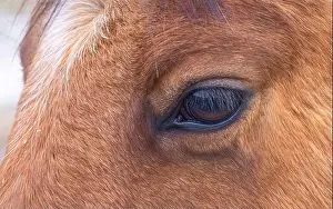 Working Animal Prints: Brown horse closeup of its eye standing in a meadow on Wolfe Island, Canada