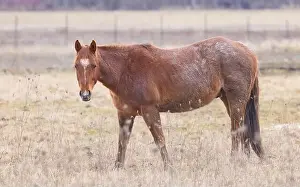 Working Animal Prints: Brown horse standing in a meadow on Wolfe Island, Ontario, Canada