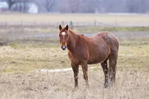 Working Animal Prints: Brown horse standing in a meadow on Wolfe Island, Ontario, Canada