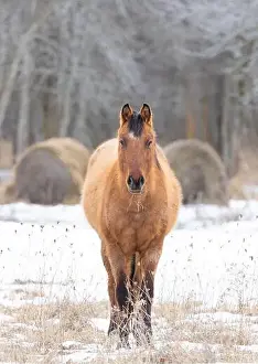Working Animal Prints: Brown horse walking in a meadow on Wolfe Island, Ontario, Canada