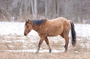Working Animal Prints: Brown horse walking in a meadow on Wolfe Island, Ontario, Canada