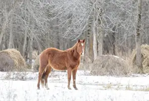 Working Animal Prints: Brown horse walking in a meadow on Wolfe Island, Ontario, Canada