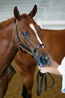 Mane Prints: Brown horse with white blaze wearing halter
