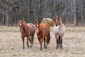 Working Animal Prints: Three brown horses standing in a meadow on Wolfe Island, Ontario, Canada