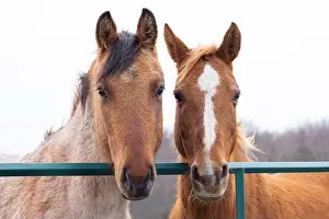 Working Animal Prints: Two brown horses standing in a meadow on Wolfe Island, Ontario, Canada