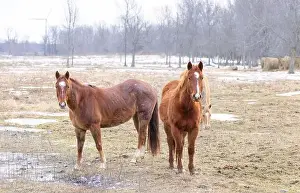 Working Animal Prints: Two brown horses standing in a meadow on Wolfe Island, Ontario, Canada