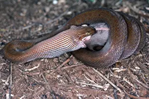 Nocturnal Prints: Brown House Snake, Lamprophis fuliginosus