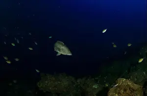 Immersion Prints: A brown-hued fish turns over the reef surrounded by other small fish