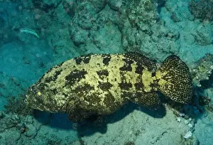 Underwater Photography Prints: Brown-marbled grouper, Epinephelus fuscoguttatus, on sea bed, Marsa Alam, Egypt