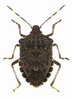 Stink Prints: Brown marmorated stink bug Halyomorpha halys