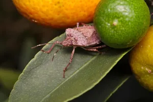 Stink Prints: Brown marmorated stink bug (Halyomorpha halys) on a green leaf of a lemon tree (Ita: cimice asiatica; Deu)