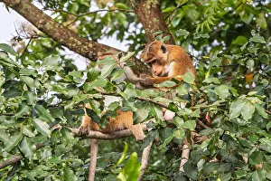 Observe Prints: Two brown monkeys in a tree, with one meticulously grooming the other