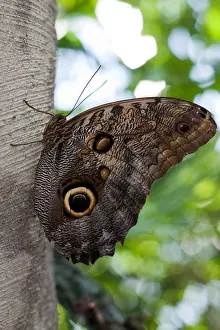 Folded Prints: Brown morpho butterfly on a tree