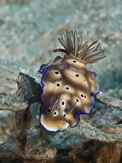 Nudibranches Prints: Brown nudibranch with blue edges and black spots