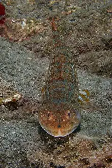 Diving Location Prints: A brown-patterned diamond lizardfish (Synodus synodus) rests on the sandy seabed