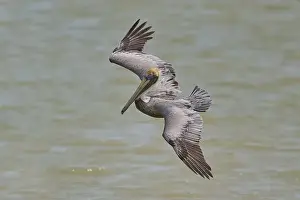Protected Area Prints: Brown Pelican, (Pelecanus occidentalis)