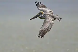 Protected Area Prints: Brown Pelican, (Pelecanus occidentalis)