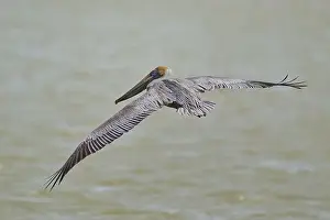 Flamingo Prints: Brown Pelican, (Pelecanus occidentalis)