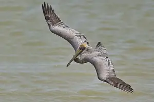Protected Area Prints: Brown Pelican, (Pelecanus occidentalis)