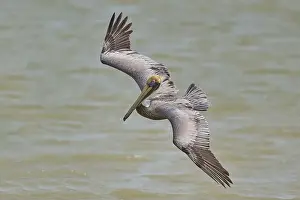 Environmental Reserve Prints: Brown Pelican, (Pelecanus occidentalis)