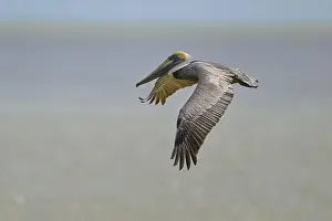 Flamingo Prints: Brown Pelican, (Pelecanus occidentalis)