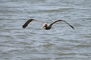 Bird In Flight Prints: Brown pelican (Pelecanus occidentalis) flying over ocean, Galveston, Texas, USA