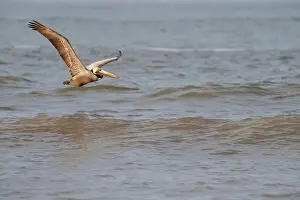 Bird In Flight Prints: Brown pelican (Pelecanus occidentalis) flying over ocean, Galveston, Texas, USA