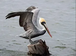 Bird In Flight Prints: Brown pelican (Pelecanus occidentalis) with spread wings, Galveston, Texas, USA