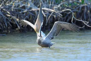 Swallow Prints: a brown pelican (pelicanus occidentalis) struggles to swallow a very large fish