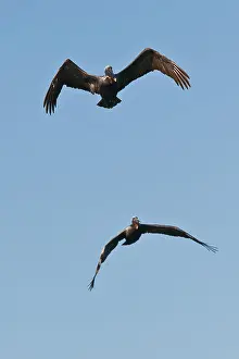 Puerto Prints: Two Brown Pelicans in flight in Rincon, Puerto Rico