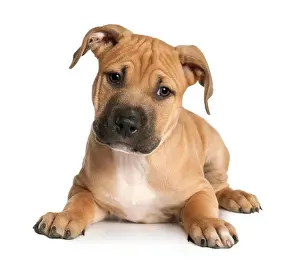 Lying Down Prints: brown puppy American Staffordshire terrier puppy (9 weeks old) in front of a white background