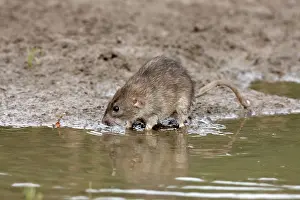 Temperate Prints: Brown Rat (Rattus norvegicus) adult