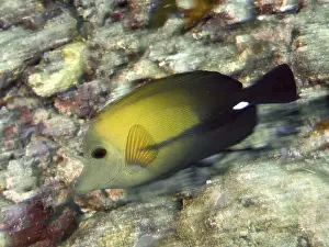 Close To Prints: A brown sailfin doctor (Zebrasoma scopas) swimming close to the seabed in clear water