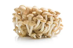 Brownish Prints: brown shimeji mushrooms