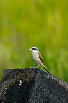 Laem Prints: The Brown Shrike Lanius cristatus on a railway timber in Phetchaburi province Thailand