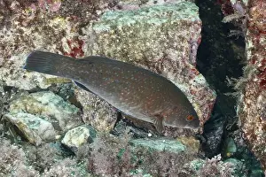 Cote Dazur Prints: Brown, spotted fish, Ballan wrasse (Labrus bergylta)