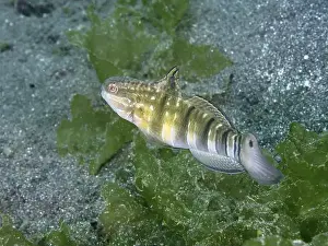 Moves Prints: A brown striped goby (Amblygobius phalaena) moves through green algae near the seabed