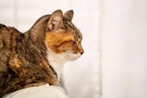 Cushion Prints: A brown tabby cat with white markings rests its head on a soft surface