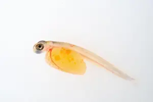 Brown trout alevin in lancashire fish farm