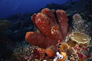 Spongia Prints: Brown tube sponge (Porifera) in a dark