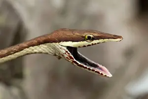 Snake Prints: Brown Vine Snake Oxybelis aeneus Costa Rica defensive posture