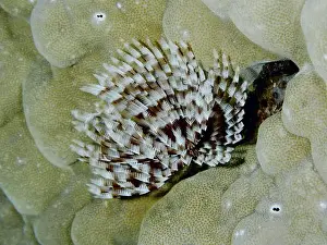 Dive Site Prints: Brown and white patterned marine animal