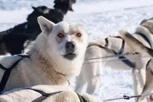 Loyal Prints: Brown and white sled dog, harnessed and ready, against snowy bac
