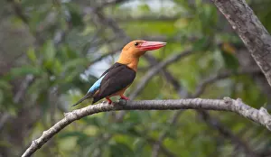 Perch Prints: Brown Winged Kingfisher in Malaysia