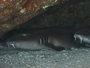 Placid Prints: A Brownbanded bamboo shark (Chiloscyllium punctatum) resting under a rock on the seabed in a calm environment