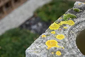 Lichen Prints: Brunei Gallery SOAS, London