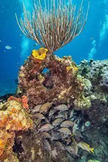 Snapper Prints: Bubbles from other divers flank a healthy gorgonian coral and a school of snapper on Snapper Reef off Cayman Brac