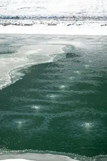 Water Movement Prints: Bubbling springs emerge from beneath the icy surface