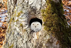 Tundra Prints: A Bubo scandiacus bird watching from a hollow in a tree